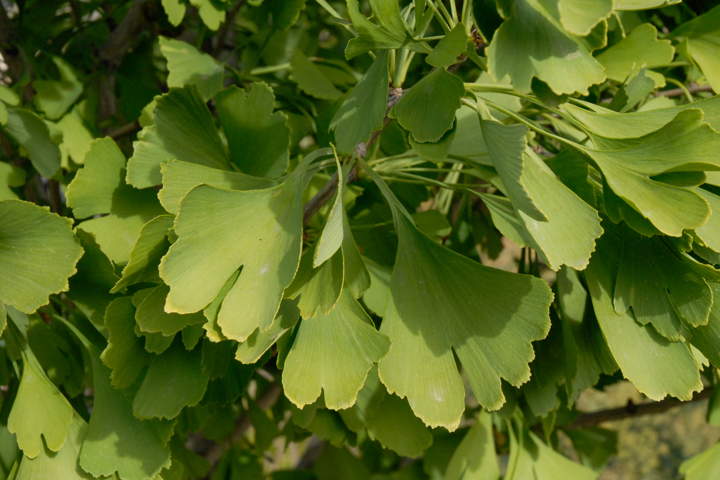 Maidenhair Tree